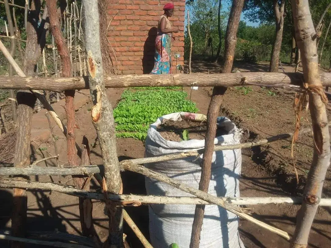 A small protected nursery containing healthy green seedlings