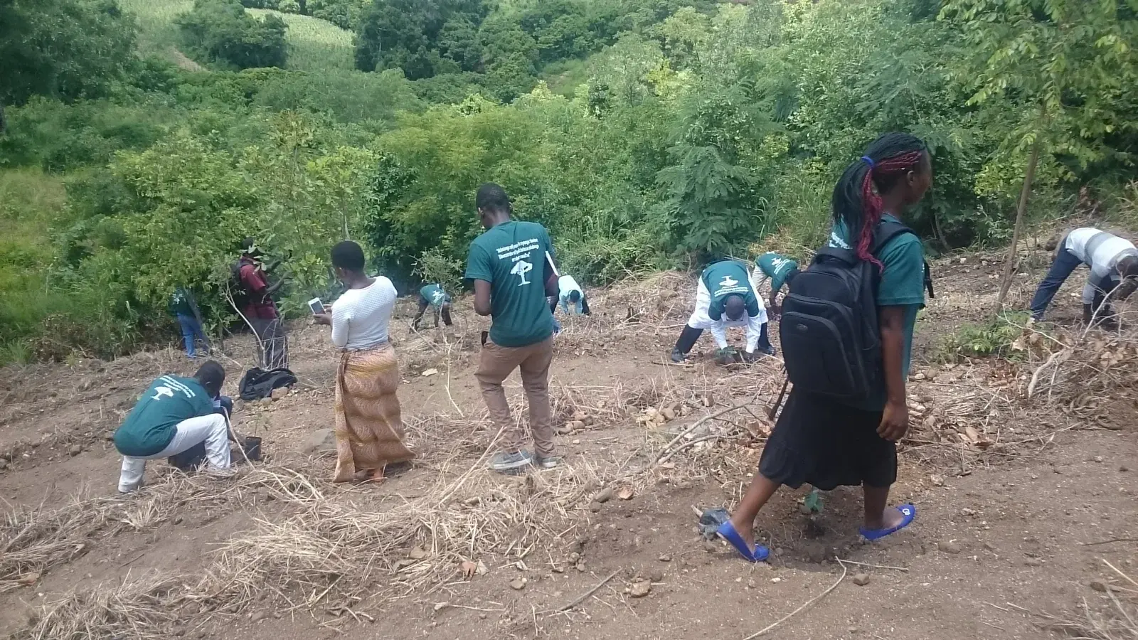 Community members planting trees across a hillside during a local restoration activity