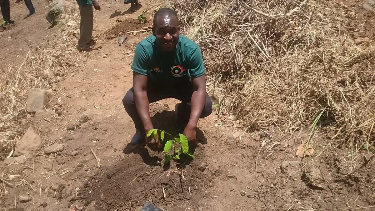 An adult participant carefully planting a young tree seedling