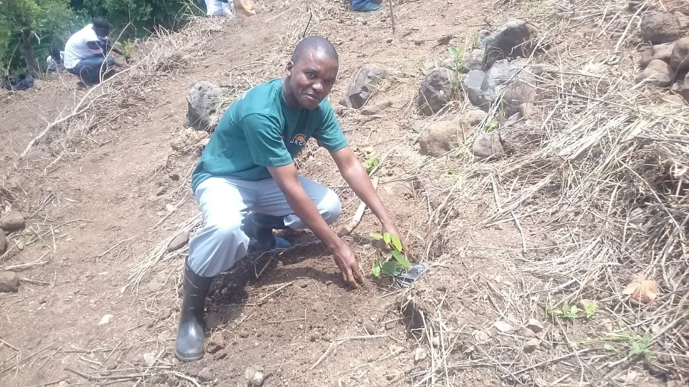 An adult participant placing a young tree seedling into prepared soil