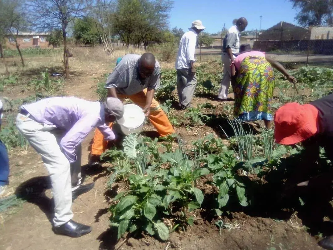 Adults working together in a productive community garden