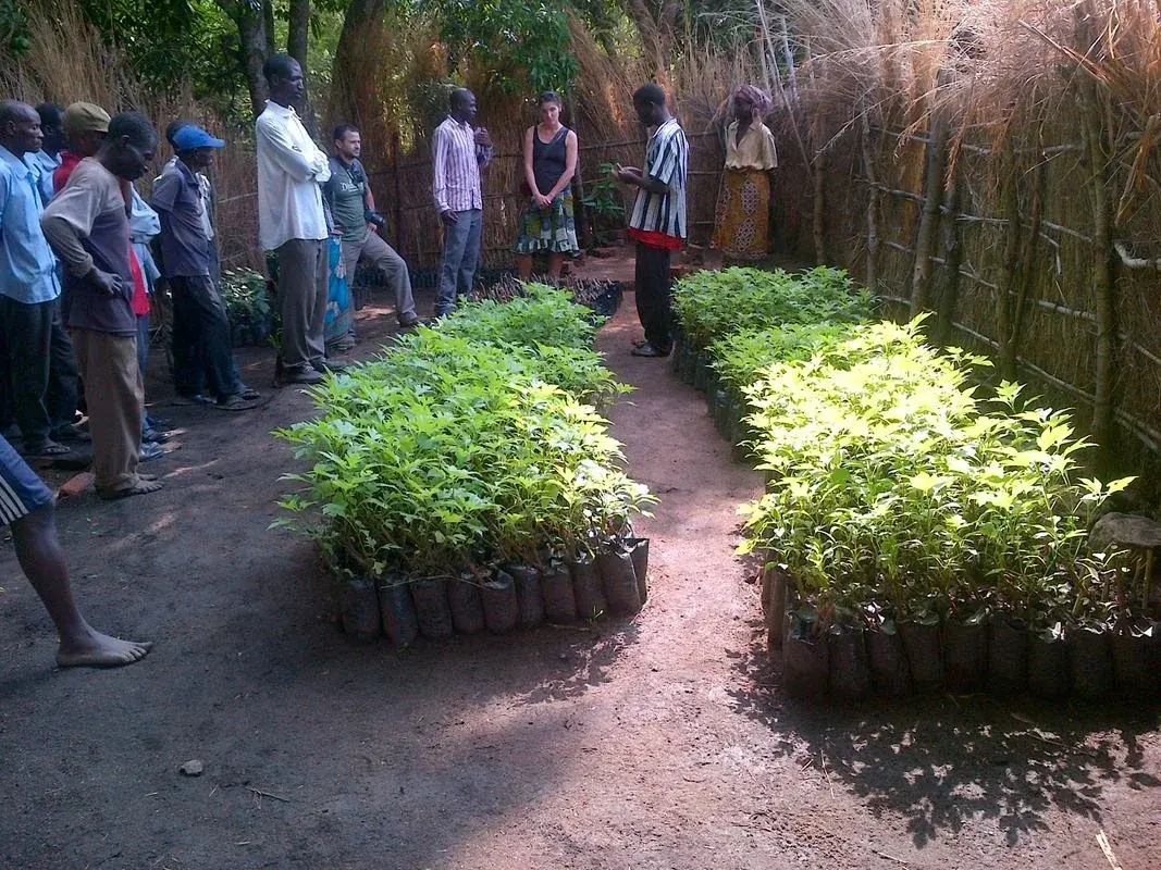 Farmers and facilitators beside green-manure nursery seedlings in Mpangira Village